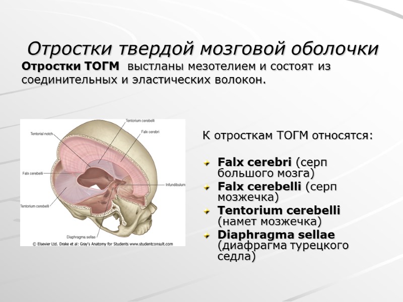 К отросткам ТОГМ относятся:  Falx cerebri (серп большого мозга) Falx cerebelli (серп мозжечка)